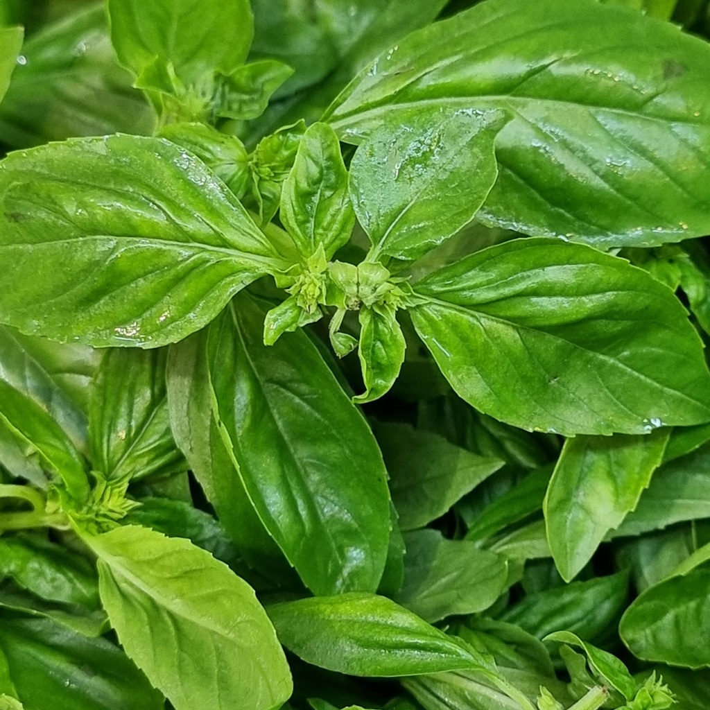 DI-05 FRESH BASIL LEAVES HOLLAND