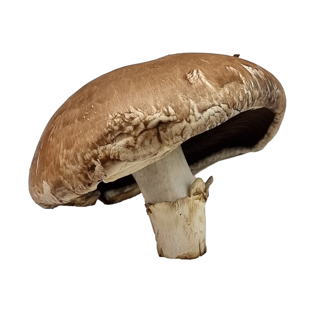 DI-40 FRESH SHIITAKE MUSHROOM BIG