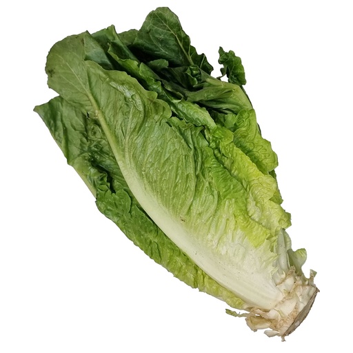 DI-66 ROMAINE LETTUCE