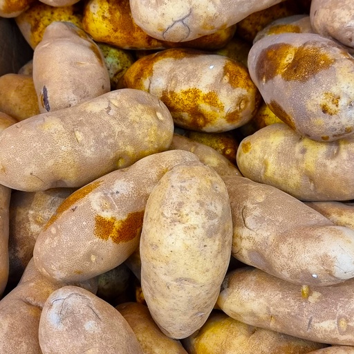 DI-45 FRESH POTATO RUSSET USA