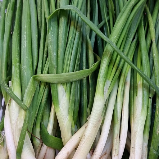 DI-53 FRESH SPRING ONION GCC