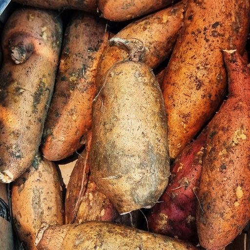 DI-55 FRESH SWEET POTATO AUSTRALIA