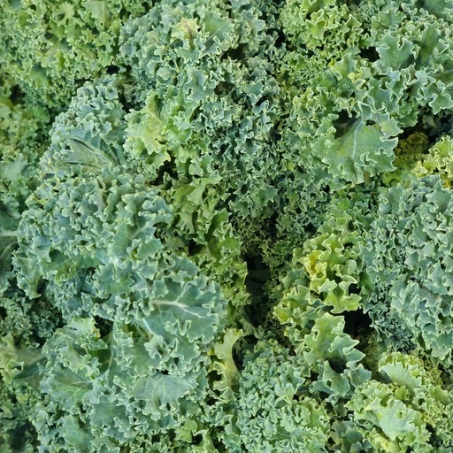 DI-67 KALE LEAVES HOLLAND